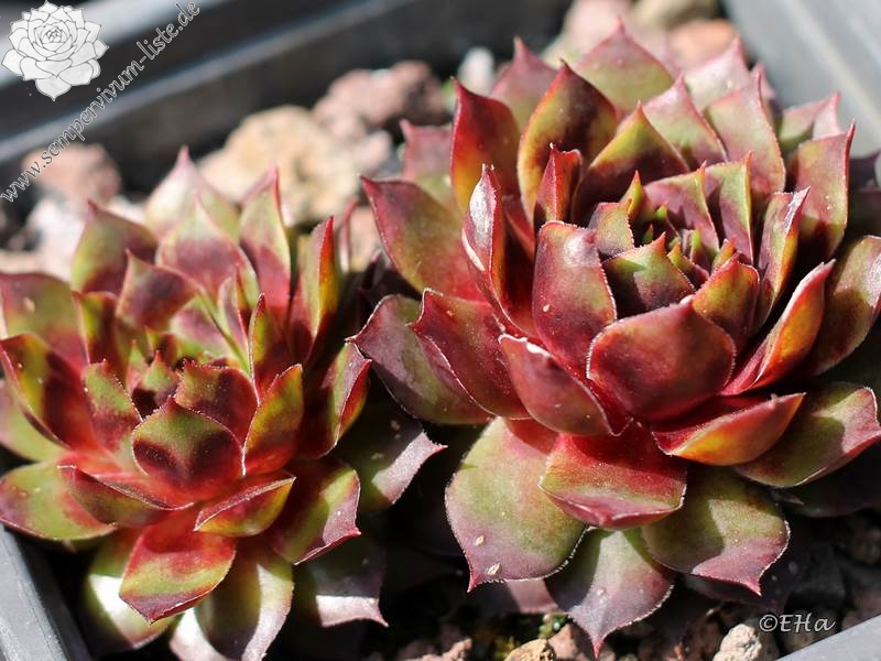 Jungle Fires | Sempervivum-Liste